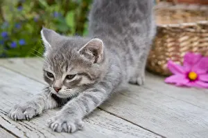 Bait: Tabby kitten stretching over a wooden table France Alsace