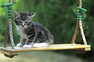 Swing: Tabby kitten on a swing - France