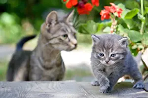Oberbruck: Tabby kitten on a table Oberbruck France