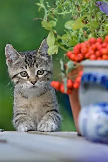 Oberbruck: Tabby kitten on a table Oberbruck France