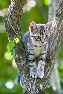 Bait: Tabby kitten in a tree Alsace France
