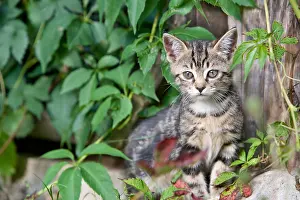 Climbers: Tabby kitten in the Virginia Creeper to Oberbruck France