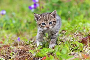 Environments: Tabby kitten walking in the grass - Torres del Paine Chile