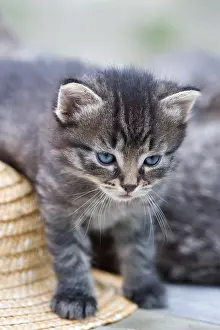 Headdresses: Tabby Kitten walking on a straw hat France