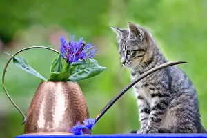 Tools: Tabby kitten in front of a watering can copper and Blueberri