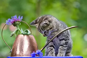 Tools: Tabby kitten in front of a watering can copper and Blueberri