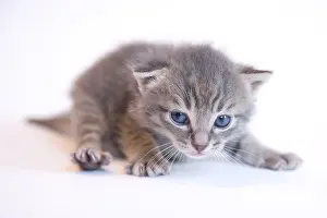 Childs: Tabby kitten on white background France