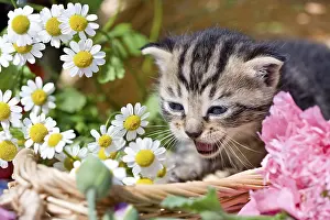 Trugs: Tabby kitten in a wicker basket with flowers France