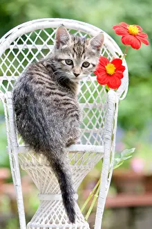 Wicker: Tabby kitten in front of a wicker chair Alsace France