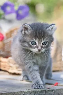 Bait: Tabby kitten on a wooden table and baskets Alsace France