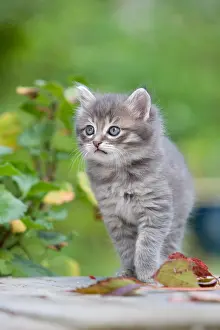 Bait: Tabby Kitten on a wooden table and leaf Alsace France