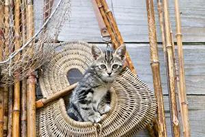 Trugs: Tabby kittens in a bag of fishing Oberbruck France