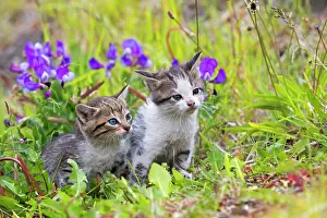 Litters: Tabby kittens in the grass - Torres del Paine Chile