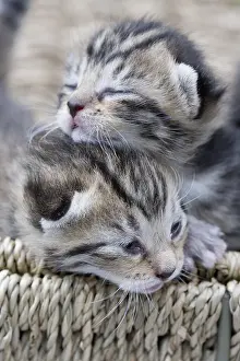 Older: Tabby kittens older than one week France