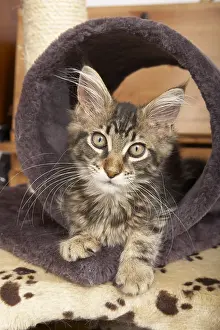 Vibrissa: Tabby Maine Coon kitten lying in a cat tree