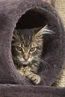 Vibrissa: Tabby Maine Coon kitten lying in a cat tree