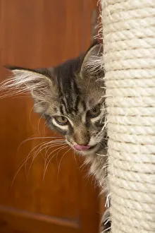 Hunted: Tabby Maine Coon kitten stalking behind a cat tree