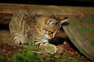 Catches: Tabby semi-feral village cat, kitten, about 10 weeks