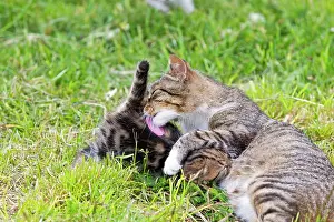 Swallowing: Tabby she-cat feeding her kitten - Torres del Paine Chili