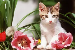 Frederic Rolland: TABBY - White Kitten With Pink Tulips