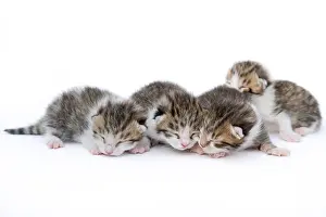 Litters: Tabby and white kitten sleeping on white background France
