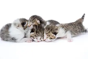 Litters: Tabby and white kitten sleeping on white background France