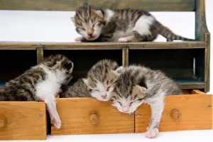Drawers: Tabby and white kittens in drawers wooden France