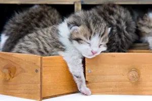 Drawers: Tabby and white kittens in drawers wooden France