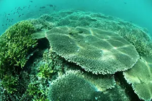 Clathrata: Table Coral