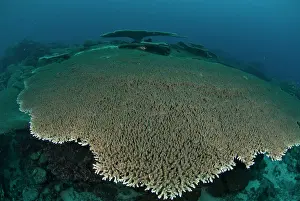 Clathrata: Table Coral