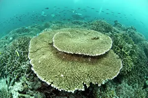 Sipadan: Table Coral