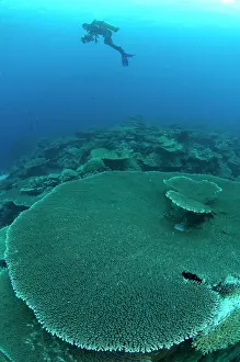 Clathrata: Table Coral with diver