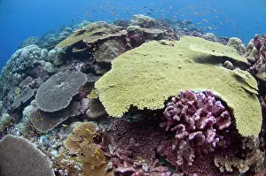 Hard: Table Coral and fish