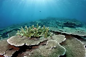 Clathrata: Table Coral Garden - Panettone