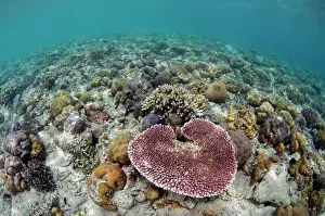 Hard: Table Coral - with other Hard Corals (Scleractinia Order) -