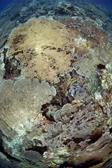 Recent: Table Coral large plates growing on recent lava flow