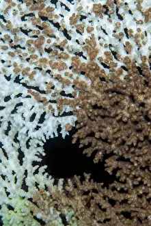 Plate: Table Coral plate showing bleaching - due to environmental