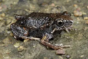 Myobatrachidae: Tablelands Toadlet