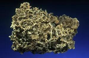 Colonial: Tabulate Coral Fossil