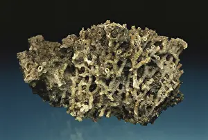 Colonial: Tabulate Coral Fossil