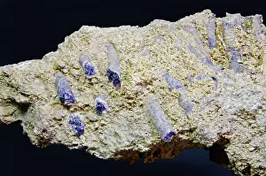 Mississippian: Tabulate Coral Fossils Replaced with Fluorite
