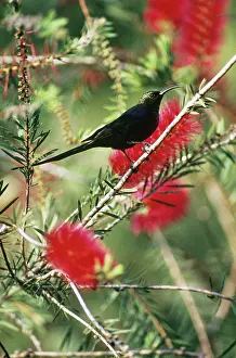 Nectariniidae: Tacazze Sunbird