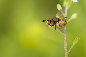 Tachinid: Tachinid Fly (Gymnosoma nudifrons) resting on p