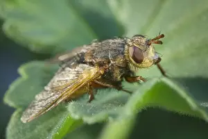Tachinid: Tachinid fly - Norfolk UK