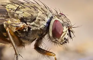 270919: Tachinid fly - Norfolk UK