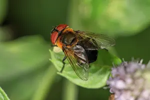 Tachnid: Tachinid Fly (Phasia hemiptera) female on leaf of