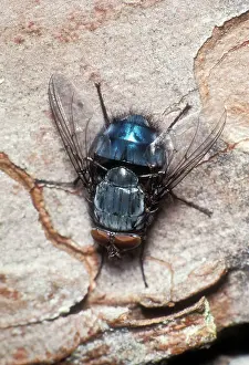 Segment: TACHINID FLY - ON TREE BARK