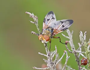 Tachinidae: Tachinidae Fly