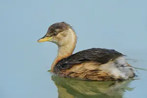 Tachybaptus: Tachybaptus ruficollis Tachybaptus