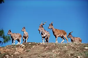 Markhors: Tadjik Markhor - family groupS